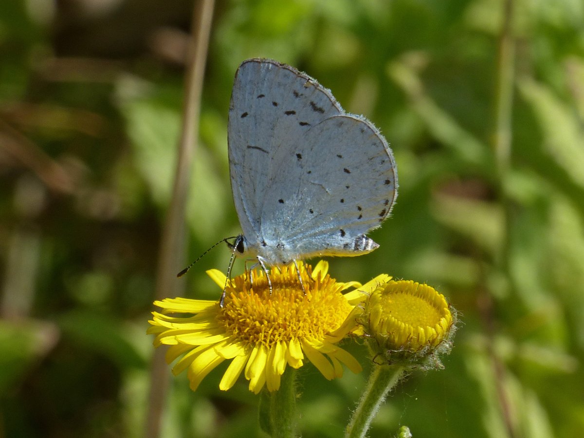 BArnold668's tweet photo. I have never managed to get a good upperside shot of a female Holly Blue - this one hung around in our garden at Harman's Cross for about 30 minutes on our fleabane but only partially opened its wings. @savebutterflies @GreenDorset @DorsetWildlife @BC_Dorset @SightingDOR https://t.co/s7aL6eCIIN