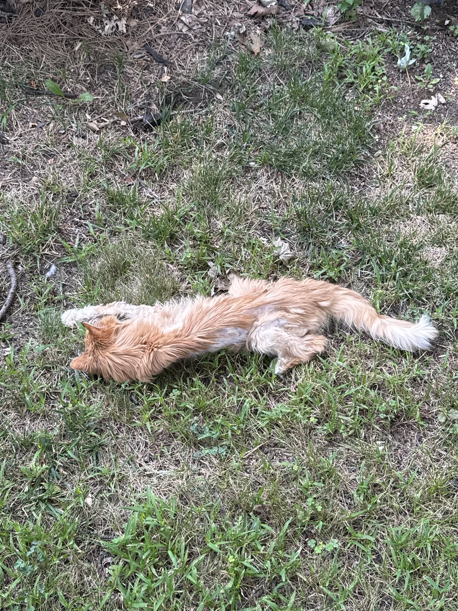 spencer_NTC's tweet photo. had to put oscar down today, this is last photo i got of him laying peacefully in the grass for a bit (and some others)
still doesnt feel real that hes gone, hes been with me since i was 5 and been there through everything
19 years for a cat is pretty good though https://t.co/63444yx97q