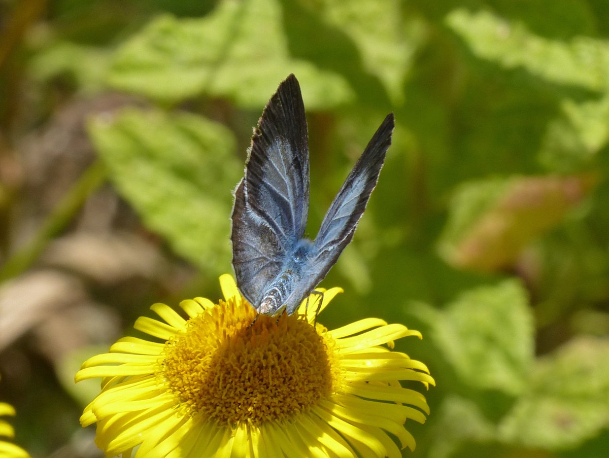 BArnold668's tweet photo. I have never managed to get a good upperside shot of a female Holly Blue - this one hung around in our garden at Harman's Cross for about 30 minutes on our fleabane but only partially opened its wings. @savebutterflies @GreenDorset @DorsetWildlife @BC_Dorset @SightingDOR https://t.co/s7aL6eCIIN