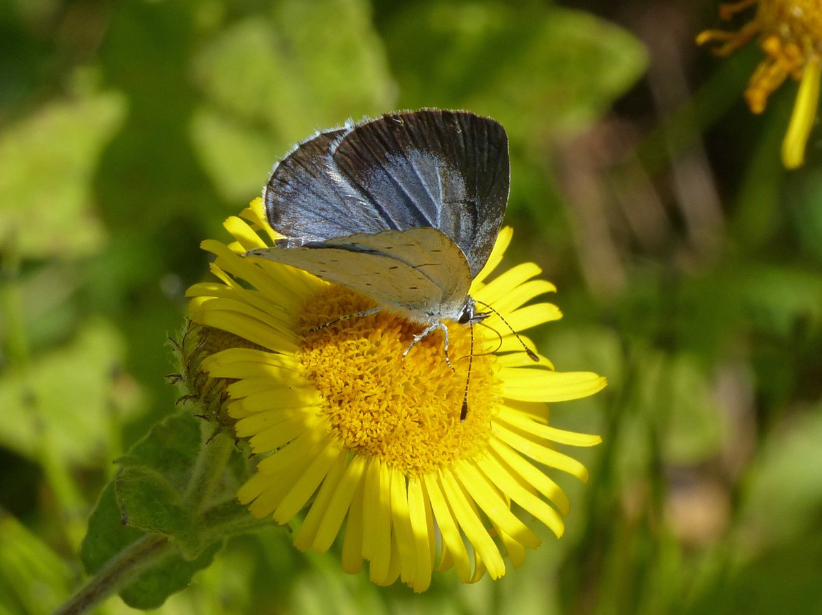 Brian Arnold (@barnold668) on Twitter photo I have never managed to get a good upperside shot of a female Holly Blue - this one hung around in our garden at Harman's Cross for about 30 minutes on our fleabane but only partially opened its wings. <a href="/savebutterflies/">Butterfly Conservation 🦋</a> <a href="/GreenDorset/">Green Dorset</a> <a href="/DorsetWildlife/">Dorset Wildlife Trust</a> <a href="/BC_Dorset/">BC Dorset 🦋</a> <a href="/SightingDOR/">Dorset Wildlife Spot</a> I have never managed to get a good upperside shot of a female Holly Blue - this one hung around in our garden at Harman's Cross for about 30 minutes on our fleabane but only partially opened its wings. <a href="/savebutterflies/">Butterfly Conservation 🦋</a> <a href="/GreenDorset/">Green Dorset</a> <a href="/DorsetWildlife/">Dorset Wildlife Trust</a> <a href="/BC_Dorset/">BC Dorset 🦋</a> <a href="/SightingDOR/">Dorset Wildlife Spot</a>