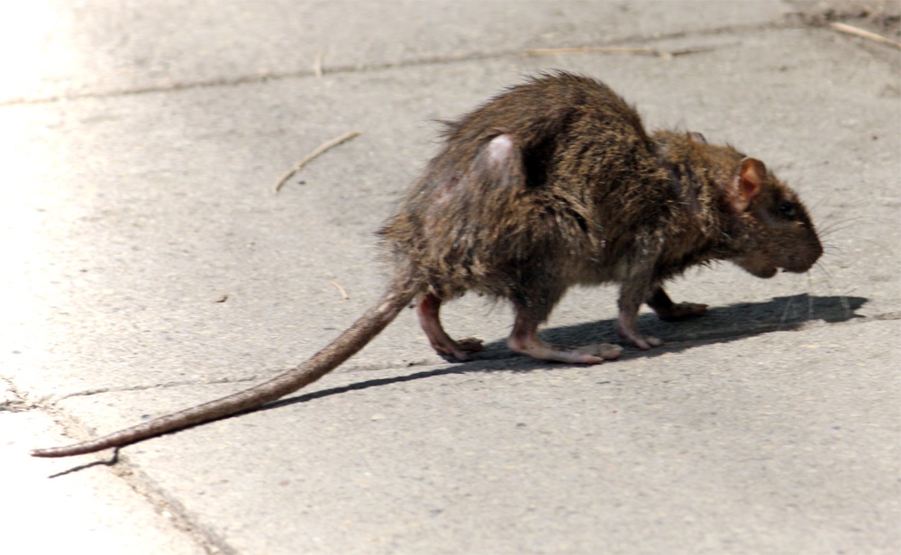 MKultra4you's tweet photo. BREAKING NEWS! The CIA has officially recognized France as unsafe for tourists due to a new strain of the bubonic plague. Officials say it was caused by “lack of sanitation“ in the streets, a classic French pitfall. https://t.co/Foz6EVec7J