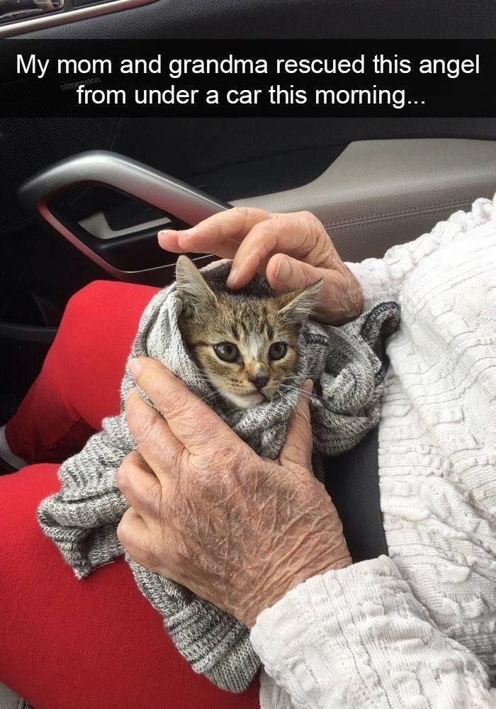 Cats and Kittens (@catsnkittys) on Twitter photo 