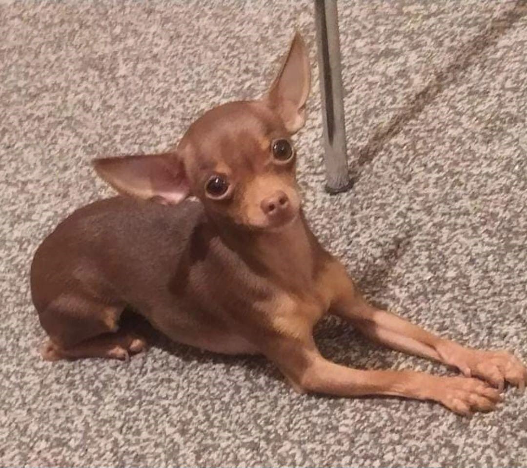 🆘15 AUG 2025 #Lost Lucy #ScanMe
Dark Brown Chihuahua Female
#WansteadHeath #E7 
County Manor Park #GreaterLondon doglost.co.uk/dog/199605