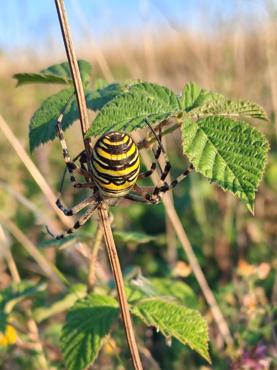 A contender for most beautiful animal found in the British Isles, the female Wasp Spider (Argiope bruennichi). Observed differences in the personalities of individual spiders are striking, some are very timid, others remarkably bold. <a href="/BritishSpiders/">BAS</a> <a href="/Buzz_dont_tweet/">Buglife</a> <a href="/KentWildlife/">Kent Wildlife Trust</a>
