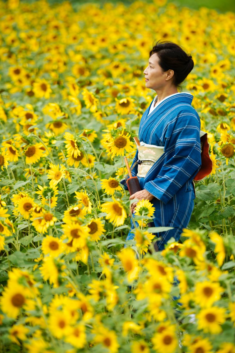 PhotographyBach's tweet photo. Sunflower"s  in Kyoto🌻

#kyoto #京都 #ひまわり@ https://t.co/8qzxpjcwWr