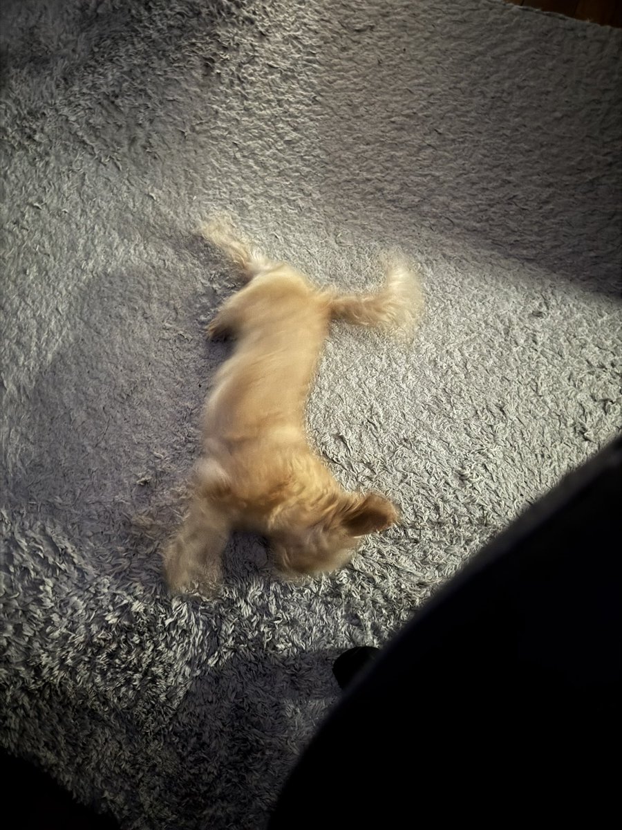 my dog