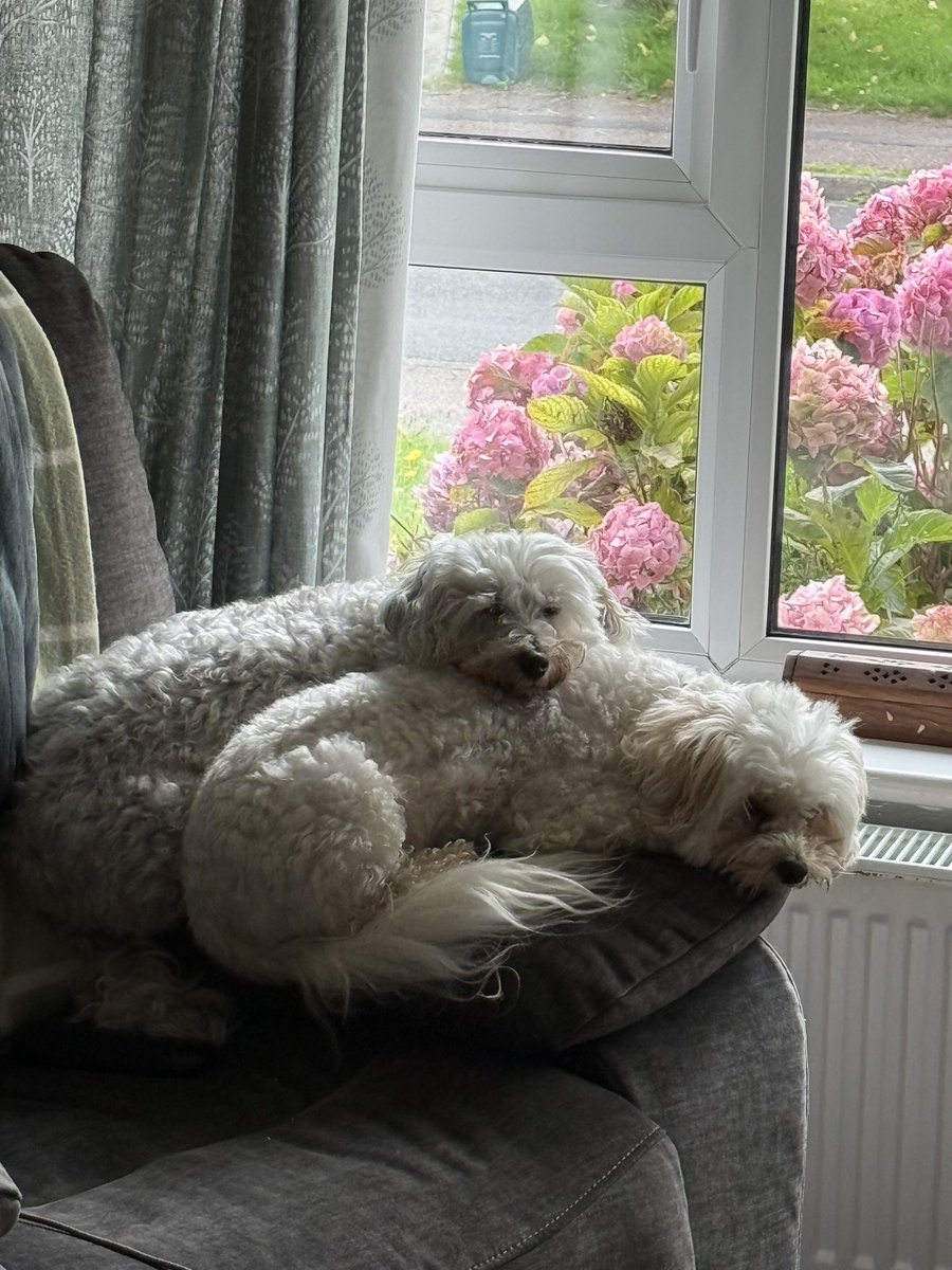 Happy gotcha day Molly Weasley!