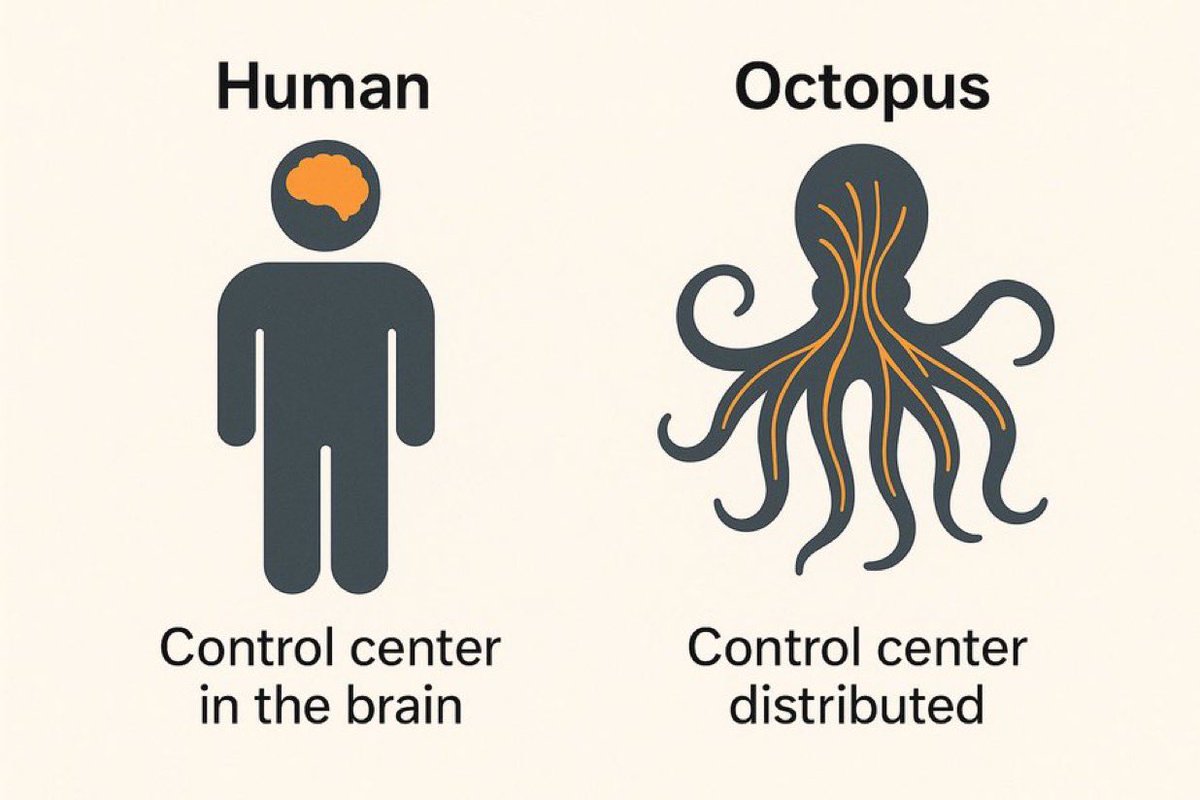 Ahtapot... Ruhun bedenden ayrı olduğu fikrinin büyük bir yanılsama olduğunu kanıtlayan yaratık..

Çoğu canlı organizmada, özellikle de insanlar gibi memelilerde, tüm emirler beyindedir.. 
Elinizi hareket ettirdiğinizde, gülümsediğinizde, mutlu veya üzgün olduğunuzda, tüm emirler