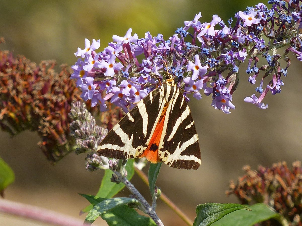BArnold668's tweet photo. Jersey Tiger moth showing a small portion of its bright red underwings and a Small Heath at Durlston yesterday. We are seeing lots of the Jersey Tiger moths this year - don't they look amazing in flight! @savebutterflies @DorsetWildlife @GreenDorset @BC_Dorset @SightingDOR https://t.co/pDDP6MXQlT