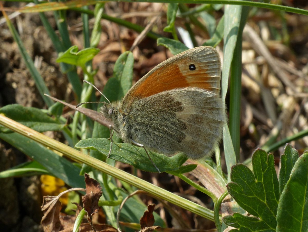 Brian Arnold (@barnold668) on Twitter photo Jersey Tiger moth showing a small portion of its bright red underwings and a Small Heath at Durlston yesterday. We are seeing lots of the Jersey Tiger moths this year - don't they look amazing in flight! <a href="/savebutterflies/">Butterfly Conservation 🦋</a> <a href="/DorsetWildlife/">Dorset Wildlife Trust</a> <a href="/GreenDorset/">Green Dorset</a> <a href="/BC_Dorset/">BC Dorset 🦋</a> <a href="/SightingDOR/">Dorset Wildlife Spot</a> Jersey Tiger moth showing a small portion of its bright red underwings and a Small Heath at Durlston yesterday. We are seeing lots of the Jersey Tiger moths this year - don't they look amazing in flight! <a href="/savebutterflies/">Butterfly Conservation 🦋</a> <a href="/DorsetWildlife/">Dorset Wildlife Trust</a> <a href="/GreenDorset/">Green Dorset</a> <a href="/BC_Dorset/">BC Dorset 🦋</a> <a href="/SightingDOR/">Dorset Wildlife Spot</a>
