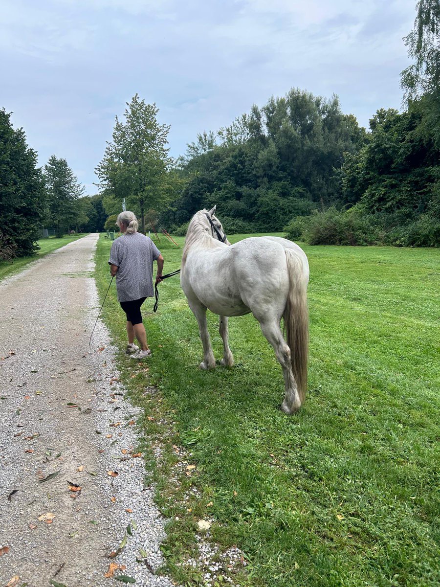 WKalbreier's tweet photo. Lajosh, der Weiße, hat mir in den letzten Monaten so viel geholfen, mich aus meinem psychischen Tief rauszuholen. Ich habe die Entscheidung getroffen, meinen AG nach 25,5 Jahren zu verlassen und in einer neuen Praxis angefangen. Es war die beste Entscheidung meines Lebens!❤️ https://t.co/4lJHDUdBL5