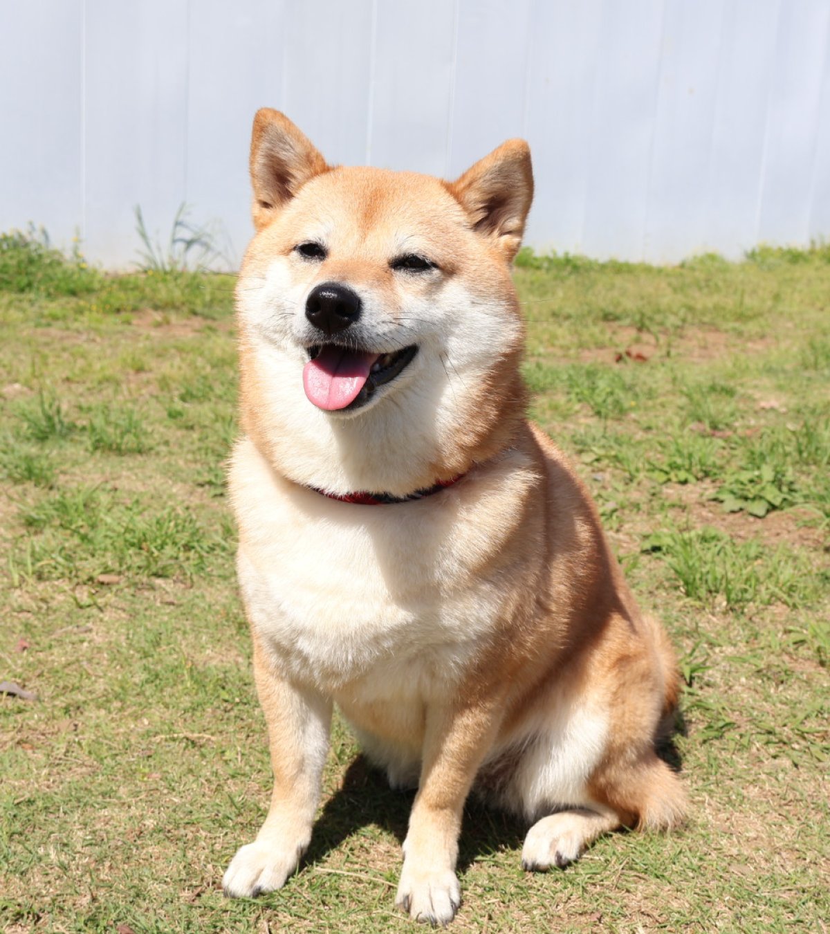 ニャン太 ニャン太桜子🐱 (@nyantacchi) / X