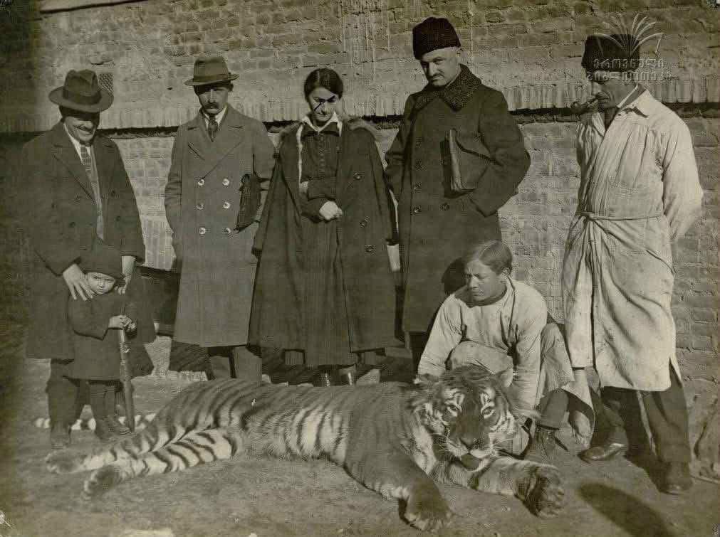 Noe Kipiani, director of the Museum of Georgia, showing German taxidermists the body of a dead Caspian tiger, 1921.

The Caspian or Transcaucasian tiger is a now extinct subspecies of tiger that lived in the Caucasus, northern Iran and Central Asia.