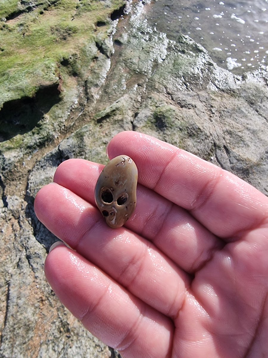 Beach finds...
Alien😱