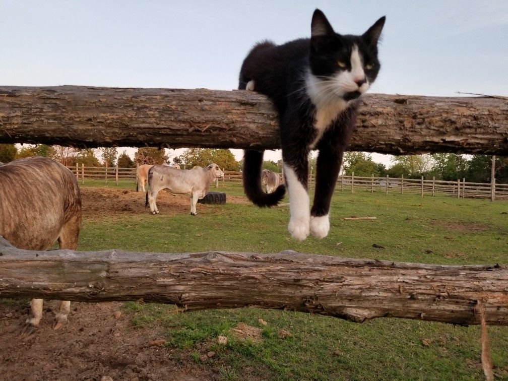 kedi dediğin böyle olur 😄