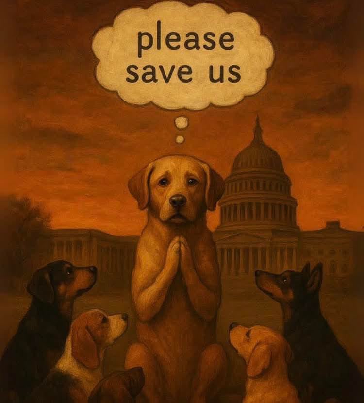 AshishBiji's tweet photo. #savedelhincrdogs2025 #SaveDelhiDogs2025 #savedelhincrstrays https://t.co/D75R6BYvzJ
