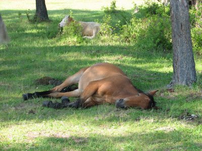 horseimage's tweet photo. tired https://t.co/zrGqBUviDR