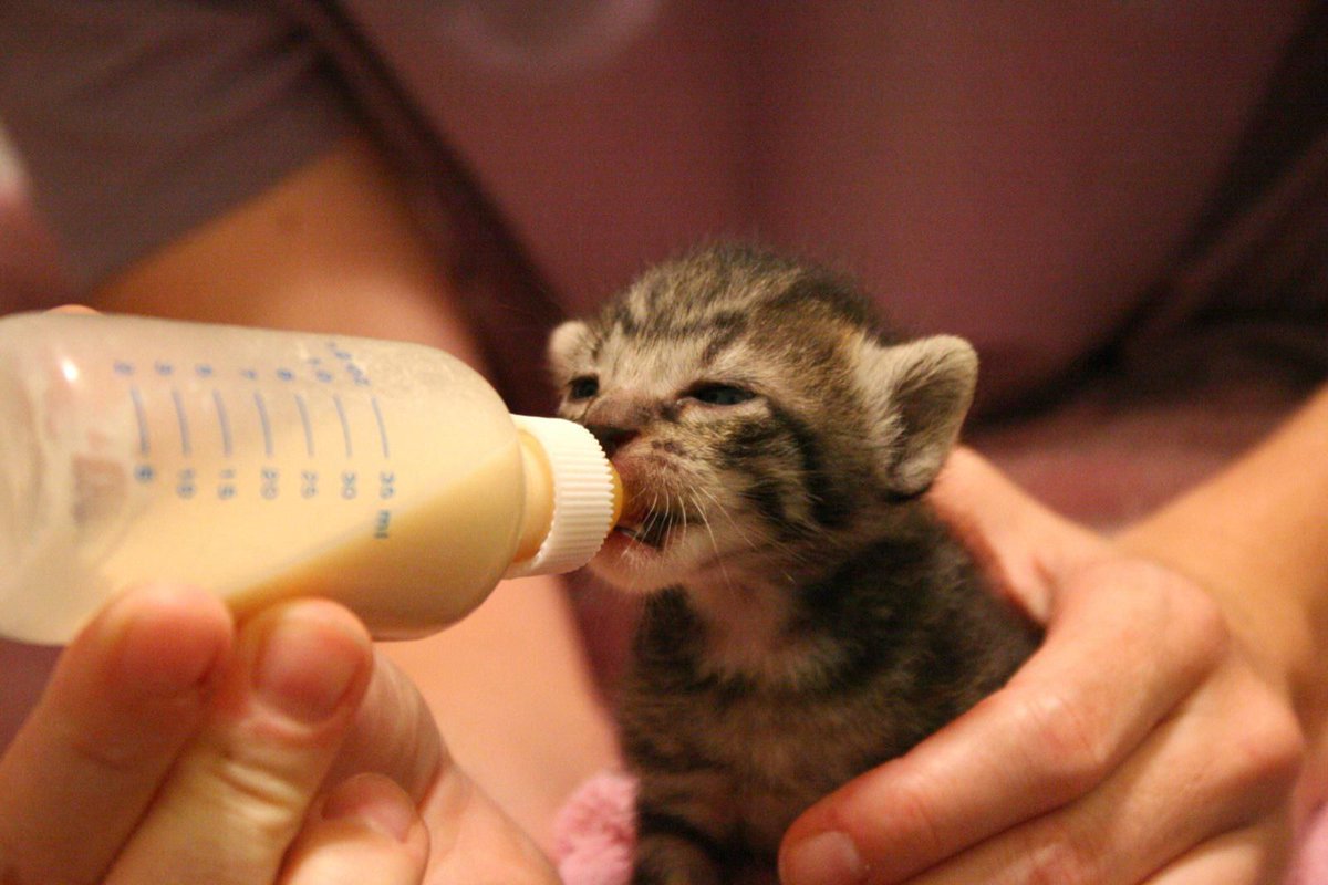BelladonnaDraws's tweet photo. @LaAyannKun @satowte Knowing that Maddie is a veterinarian, it could be a kitten nursing bottle ^^ I had to use some for when my kittens wouldn't latch to their mama, they are so itty bitty and tiny I wish I had photos, But here's some examples I found off Google ^^ https://t.co/6eOeDKvqJm