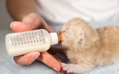 BelladonnaDraws's tweet photo. @LaAyannKun @satowte Knowing that Maddie is a veterinarian, it could be a kitten nursing bottle ^^ I had to use some for when my kittens wouldn't latch to their mama, they are so itty bitty and tiny I wish I had photos, But here's some examples I found off Google ^^ https://t.co/6eOeDKvqJm
