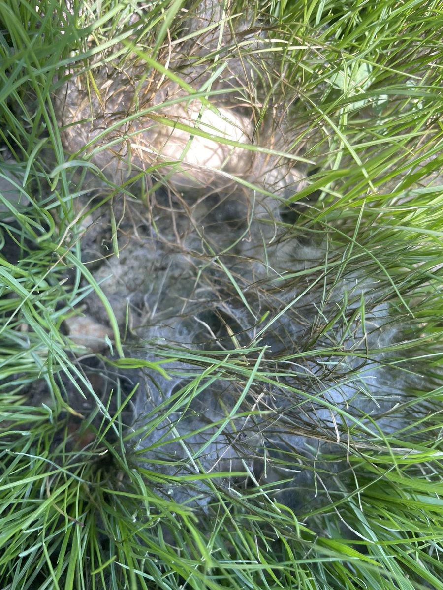 Why seeding lawns in July /August in Ohio without fungicide is a bad idea #pythium #dead
