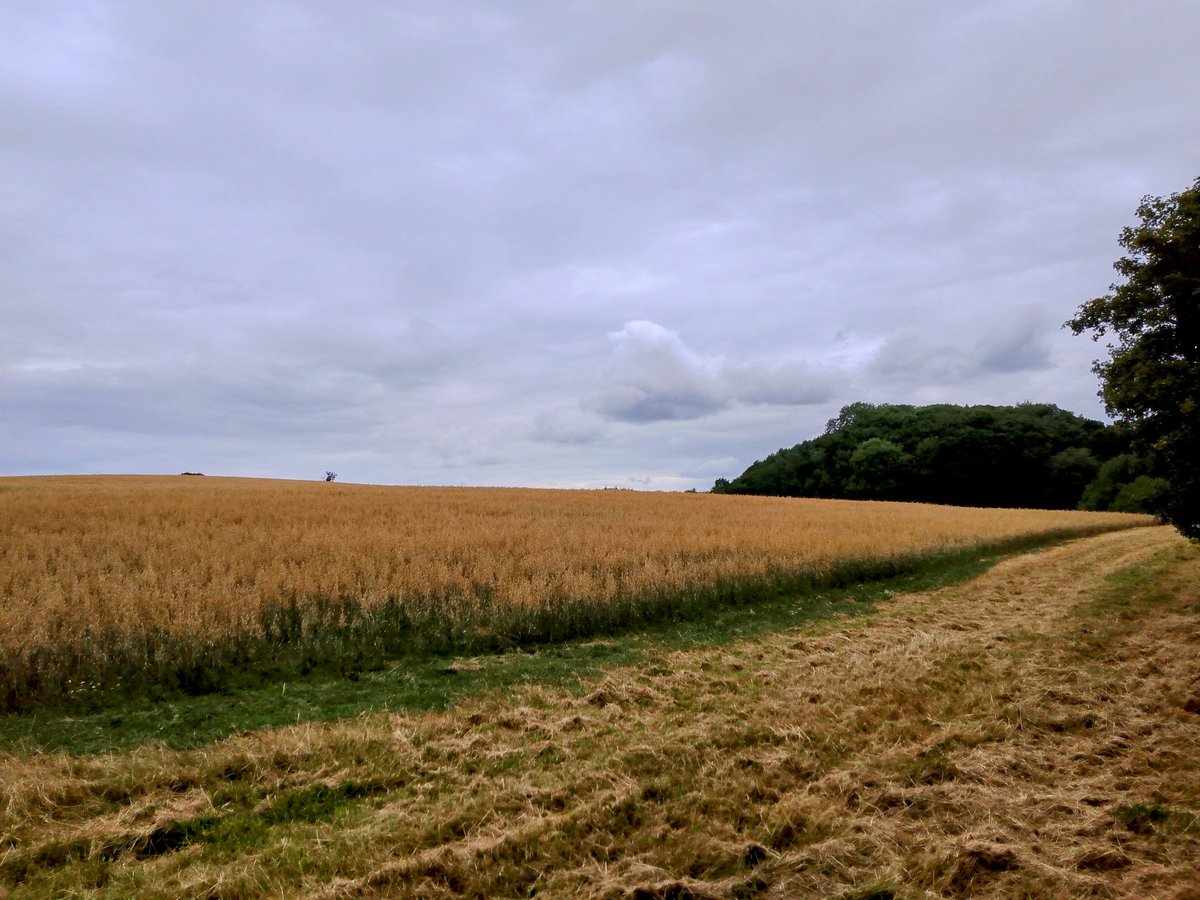 phil0073's tweet photo. In #CrossWay looking upwards to #SpinneyLays woodland . In #FaxtonFields.#PhilOnaBike #WeekendWander #clouds https://t.co/WZr8cMYuhW