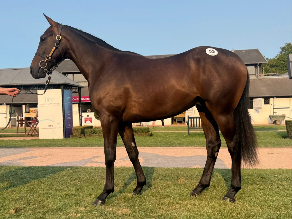 Doyle Racing (@doyle_racing) on Twitter photo We are off and running at the yearling sales β¦<a href="/rhannonracing/">Richard Hannon</a>β© smart colt by Zarak out of a Sea The Stars mare that won at 2 β¦<a href="/AgaKhanStuds/">Aga Khan Studs</a>β© β¦<a href="/BarodaStudIre/">Baroda Stud</a>β© #beauty π€©π€©π€© We are off and running at the yearling sales β¦<a href="/rhannonracing/">Richard Hannon</a>β© smart colt by Zarak out of a Sea The Stars mare that won at 2 β¦<a href="/AgaKhanStuds/">Aga Khan Studs</a>β© β¦<a href="/BarodaStudIre/">Baroda Stud</a>β© #beauty π€©π€©π€©