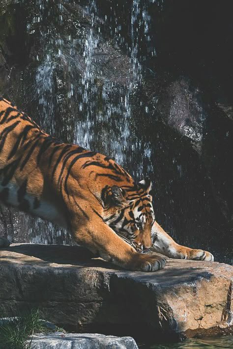 waiting. praying. trying. 

analyzing the gameplan forward

writing down the names of the fakes

the real ones are revealed.

minor setback for a major comeback

thank u god for teaching me the lesson i need.

lesson learned. the snakes revealed. mind clearer than ever.