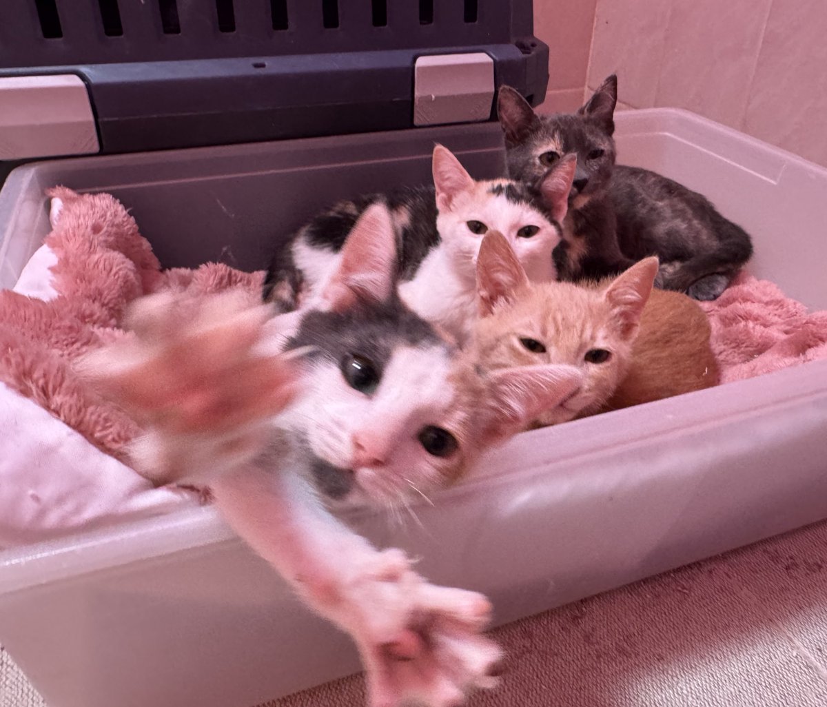 ThalizTH's tweet photo. Hola humanos, somos los piratas. Ya no tenemos diarreas y estamos listos para empezar nuestro protocolo. ¿Nos ayudan a juntar $2,400 para nuestras esterilizaciones xfavor? Están programadas para el siguiente jueves en SPAY ME CDMX (Coyoacán). También nos pueden conocer ese día 😇 https://t.co/vthLf5KpGR