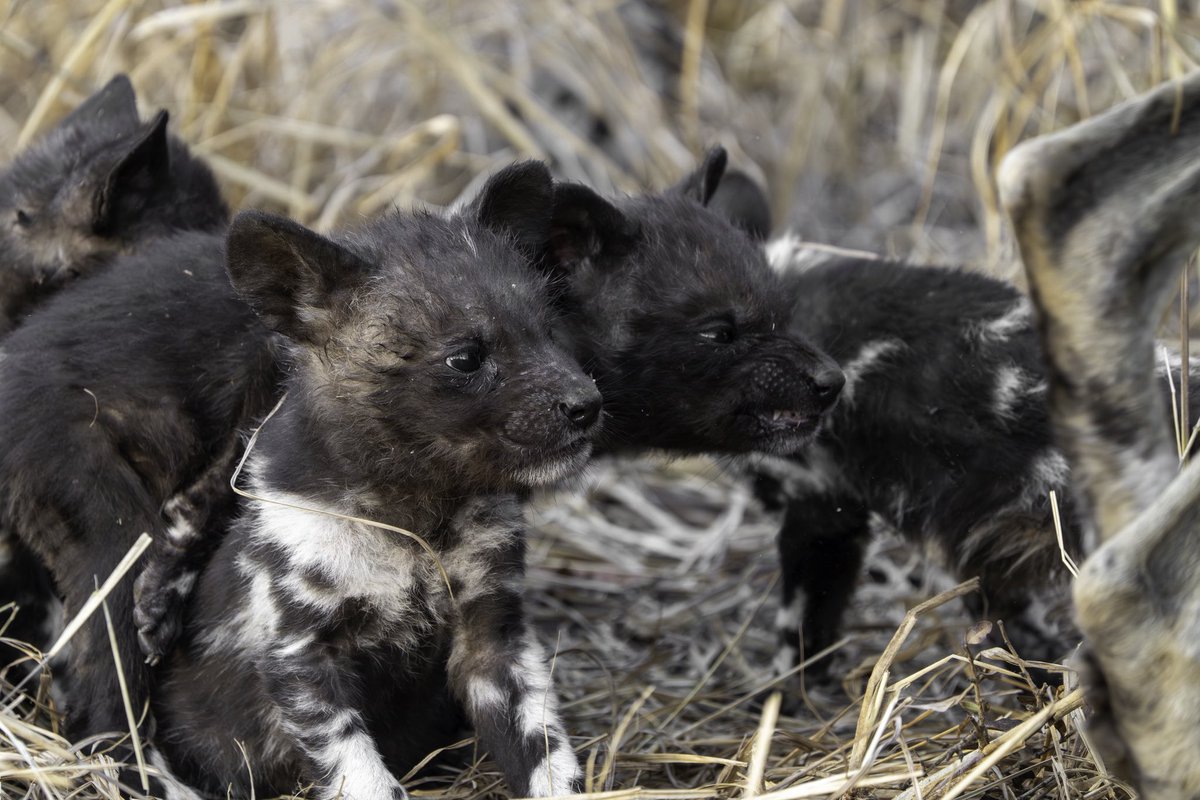 Stolen moments from our wild dog den 🐶 #safari #wilddogs