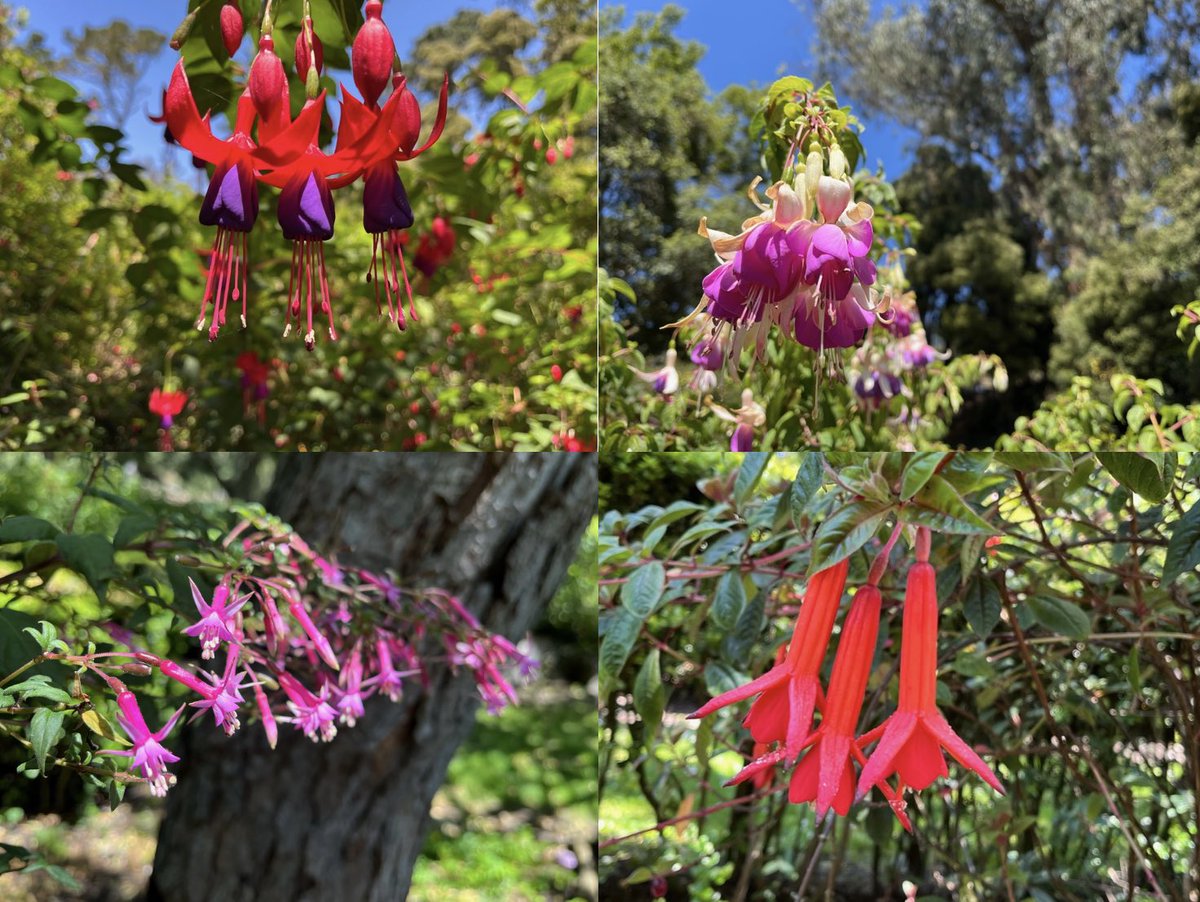 Advance apologies for the bad pun title, suggested by my husband for this week’s hike from the archives. 😁

“Back to the Fuchsia” Insights link:

hikingautism.com/insights--hike…

#hiking #autism #nature #flowers #outdoors