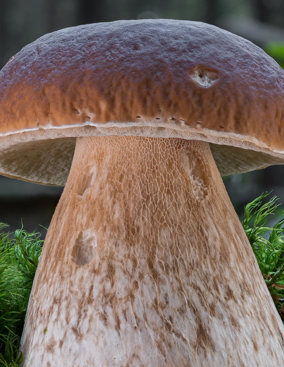 Cep time 🍄⌚
🌍 Boletus edulis
🇬🇧 Cep / Penny bun
🇩🇪 Gemeiner Steinpilz
🇨🇿 Hřib smrkový
🇸🇰 Hríb smrekový
🇵🇱 Borowik szlachetny
🇮🇹 Porcino
#mushroom #boletus #porcini