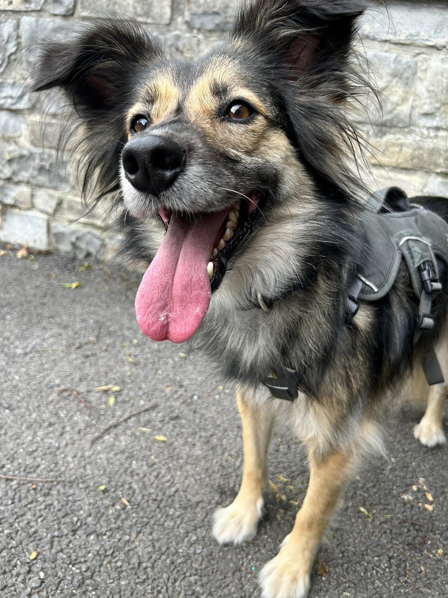 🆘9 AUG 2025 #Lost Luna #ScanMe
DO NOT CHASE CALL OR APPROACH
Cross Breed Female NERVOUS RESCUE.
Ford Street #Wellington #Somerset #TA21
Luna now has a page facebook.com/LunaMissingTau…

doglost.co.uk/dog/199592