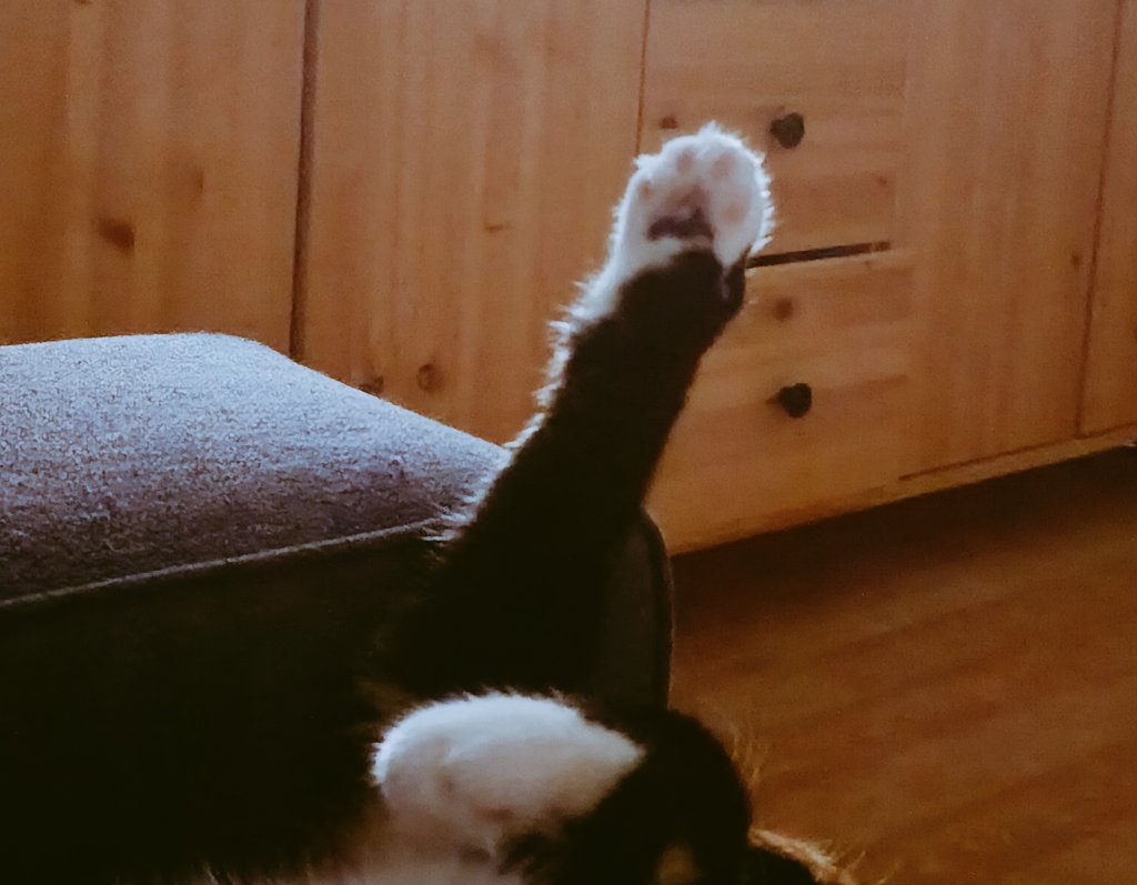 Pozitif şeyler 

#pati #kedi #kedisevgisi