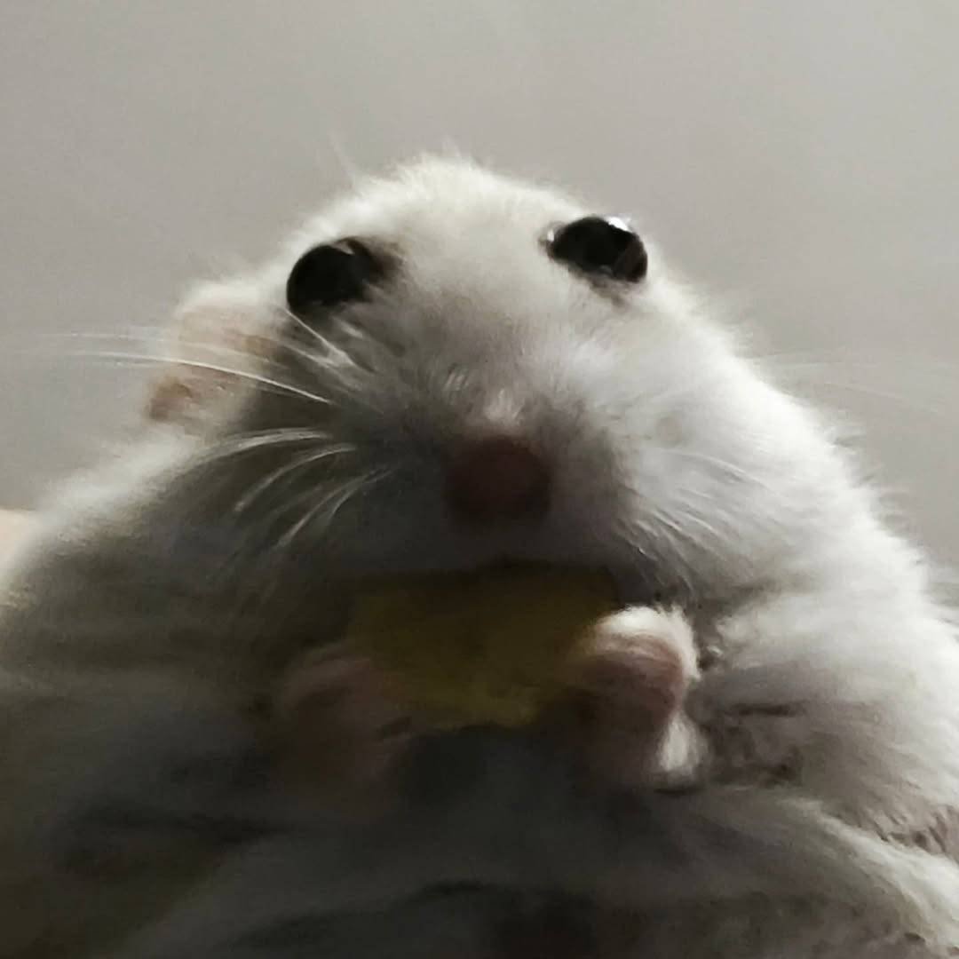 hamster (@hamsterie) on Twitter photo 