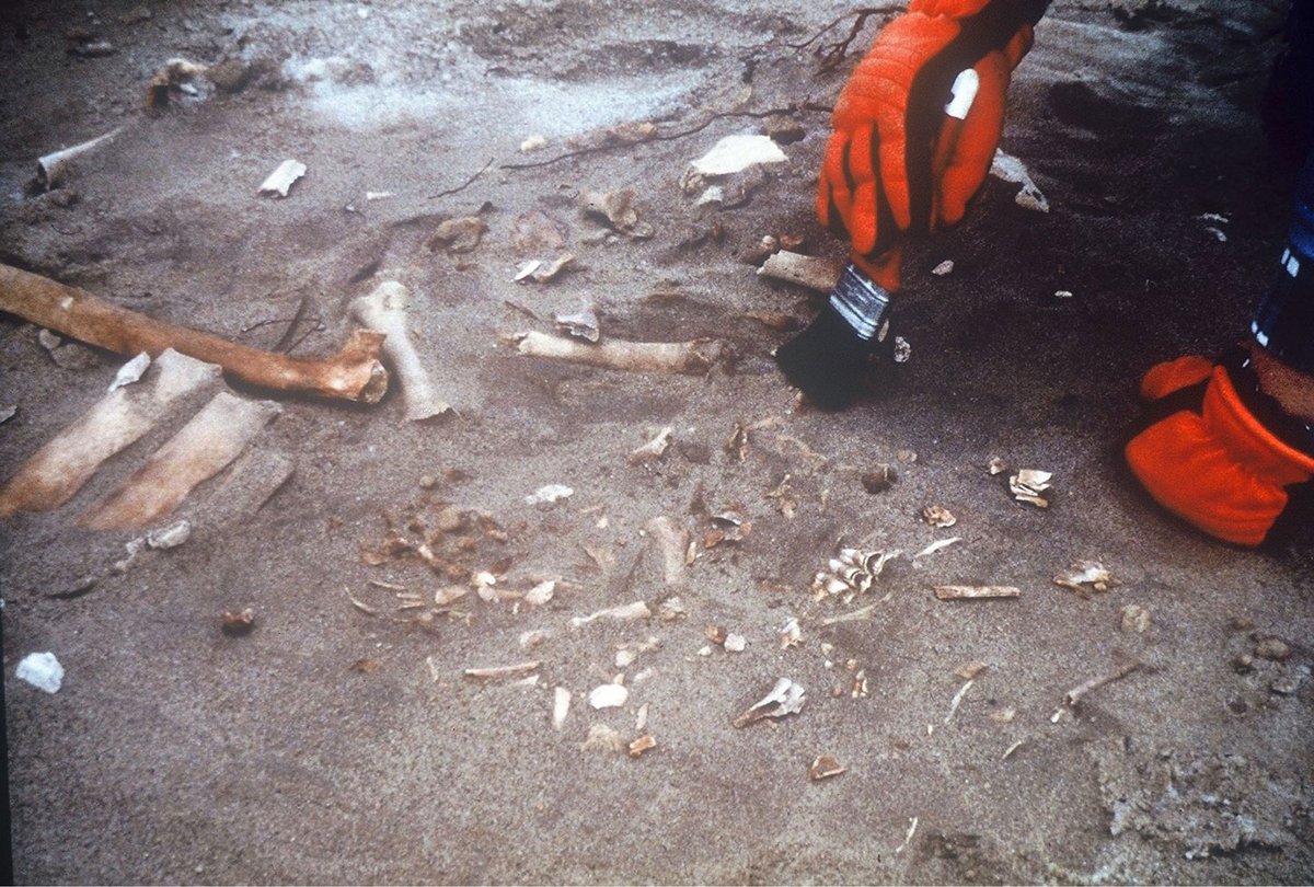 archaeologymag's tweet photo. The Native American site of River Bend in Wyoming is particularly exceptional for its 5,000-plus adornment artifacts. The objects, made from bone, stone, ocher, metal, shell, and antler, represent old traditions but also new technologies and styles.

https://t.co/fuh9grnOSJ https://t.co/Zo0fUejme9