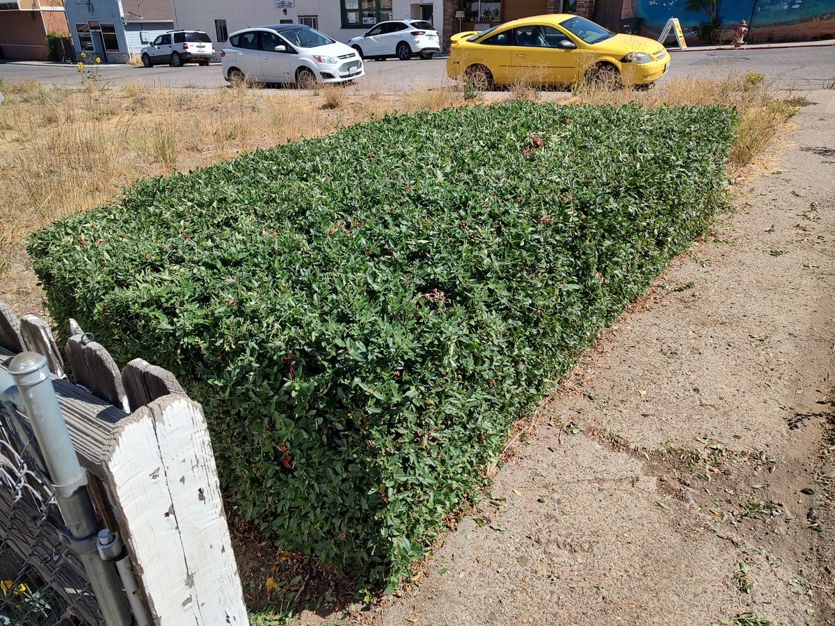 Destiny22Ginger's tweet image. Got rid of my righteous 😡🤬vibes by trimming this evil pyracantha (#Firethorn) shrubbery that&apos;s next to my 🏠 on an empty weed patch. Not my bush. But I gave it a pretty good haircut for an old lady with bony girl arms 💪