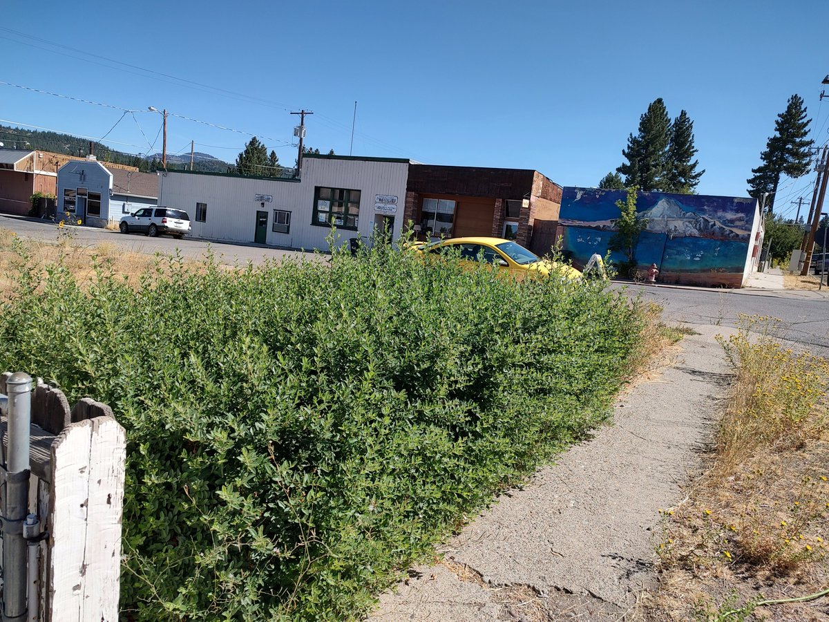 Destiny22Ginger's tweet image. Got rid of my righteous 😡🤬vibes by trimming this evil pyracantha (#Firethorn) shrubbery that&apos;s next to my 🏠 on an empty weed patch. Not my bush. But I gave it a pretty good haircut for an old lady with bony girl arms 💪