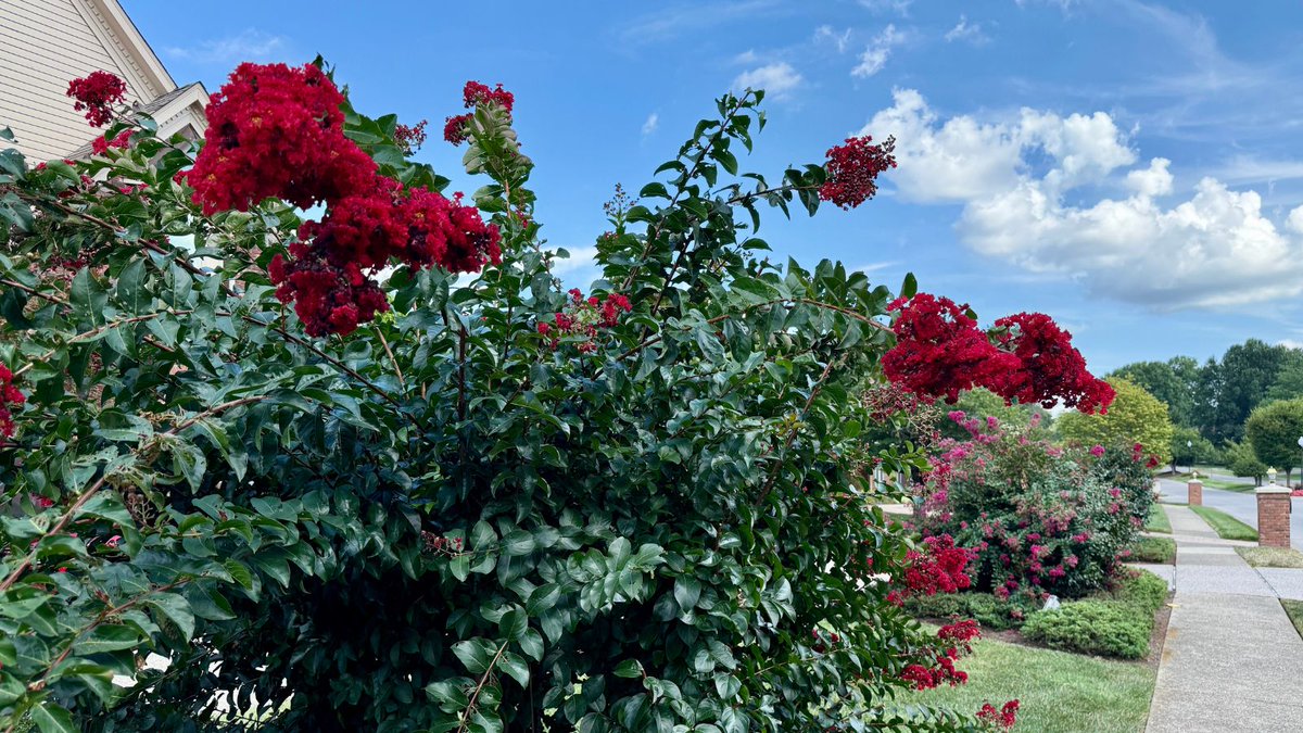 I'm not sure what you call them, but they are pretty vibrant this time of year!