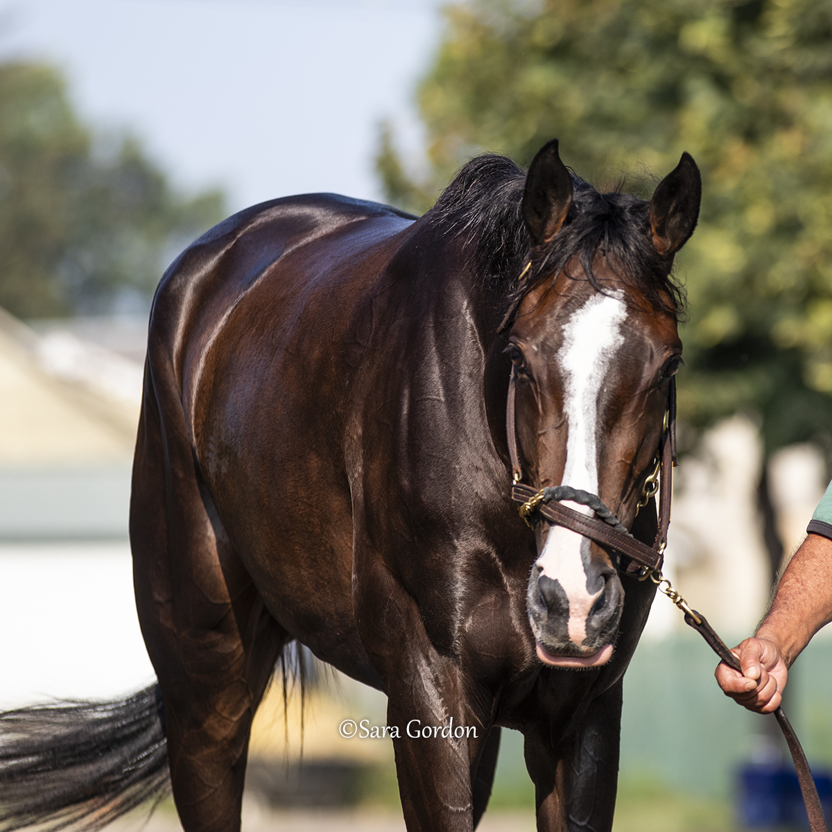 Your 2025 GI Longines Kentucky Oaks winner GOOD CHEER (Medaglia d'Oro) returns later today in the GI Alabama Stakes at Saratoga 🌟 The <a href="/godolphin/">Godolphin</a> homebred is trained by <a href="/bradcoxracing/">Brad H. Cox Racing</a>.  

Post Time: 5:44PM ET