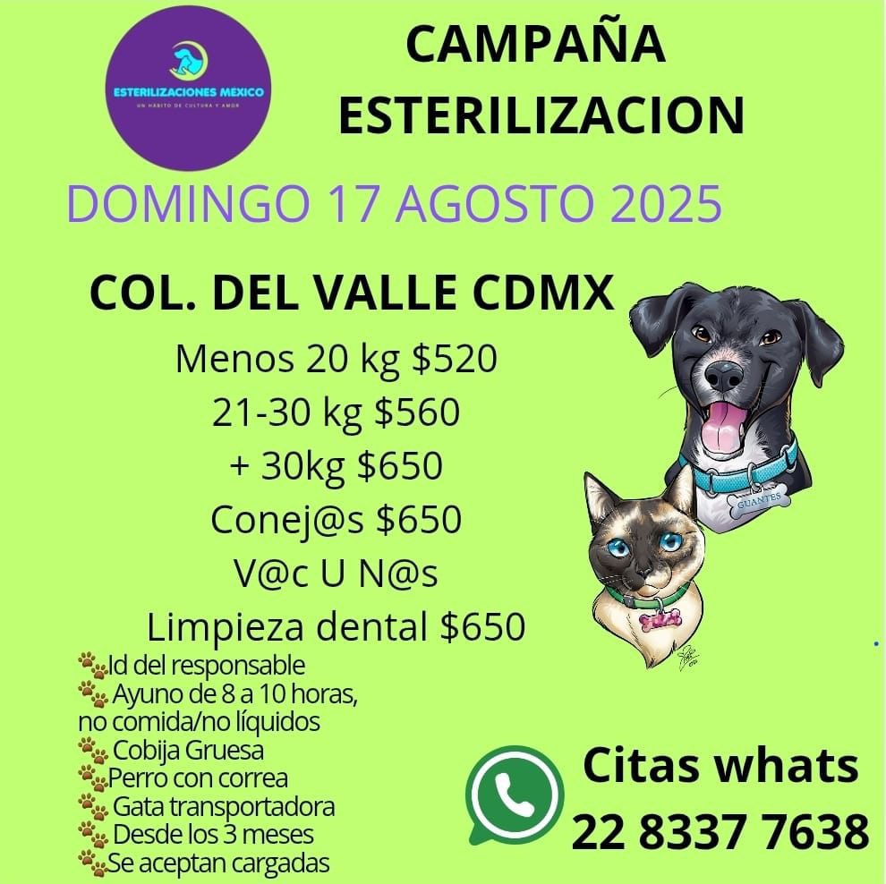 angiemaycolunga's tweet photo. #Esteriliza 🐱🐶🐰
#Vacuna
#Desparasita
#Profilaxis
BAJO COSTO!
@ESTERILIZAMEX
#CDMX #ColoniaDelValle #DelValleCDMX #EDOMEX #Naucalpan
@_elan_ @ChumelTorres @MascotasSismo @marinavera100 @firulaisasalvo @Alina_Gag @raquelgarzac @rebecadealba @lolacortesreal @HanniaNovell RT! https://t.co/vQE081iz60
