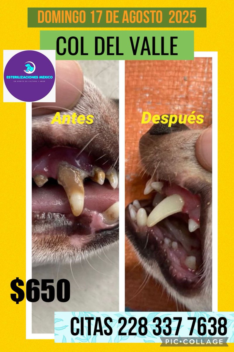 angiemaycolunga's tweet photo. #Esteriliza 🐱🐶🐰
#Vacuna
#Desparasita
#Profilaxis
BAJO COSTO!
@ESTERILIZAMEX
#CDMX #ColoniaDelValle #DelValleCDMX #EDOMEX #Naucalpan
@_elan_ @ChumelTorres @MascotasSismo @marinavera100 @firulaisasalvo @Alina_Gag @raquelgarzac @rebecadealba @lolacortesreal @HanniaNovell RT! https://t.co/vQE081iz60