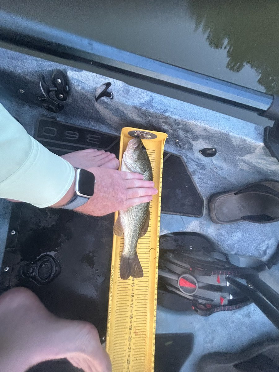 PAproangler's tweet photo. Missed posting these from Chambers Lake in Coatesville, PA on 8/3. Was a great day and Keitech Easy Shiner 4 inch swimbaits and strike king brown and yellow Karl bait. 1/2 https://t.co/qHKqwzXgT2