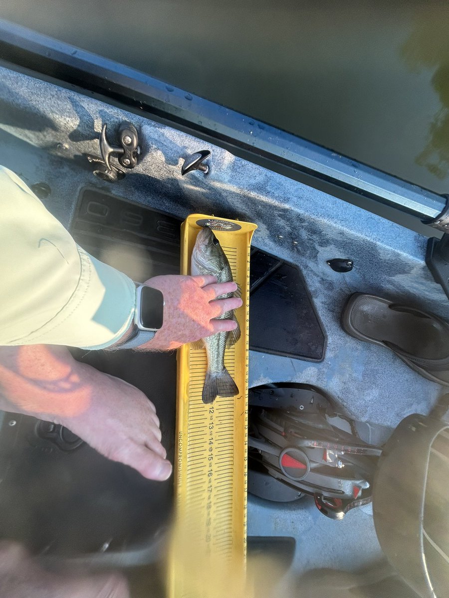 PAproangler's tweet photo. Missed posting these from Chambers Lake in Coatesville, PA on 8/3. Was a great day and Keitech Easy Shiner 4 inch swimbaits and strike king brown and yellow Karl bait. 1/2 https://t.co/qHKqwzXgT2