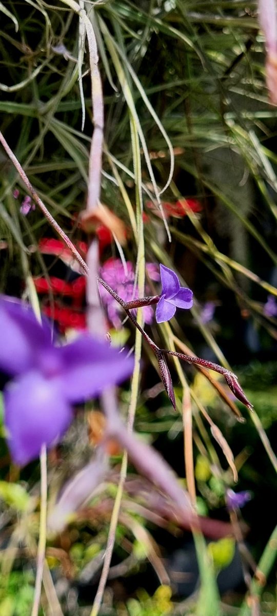 Las #bromelias están felices, mi #jardín está lleno de sus flores y los colibrís están de fiesta.

#Tillandsia caerulea

#airplants #plantasnativas #ecuador #landscaping