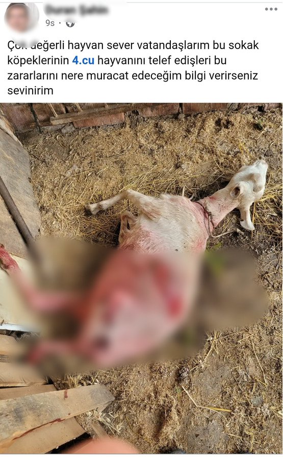 Güvenli Şehirler (@guvenlisehirler) on Twitter photo Belediye başkanları siyasiler hâlâ can dost edebiyatı yaparken Muğla Dalaman'da vatandaşın 4. Koyunu da başıboş köpekler tarafından telef edilmiş.
Üreticiye bir cevabınız var mı?
<a href="/tcmuglavaliligi/">Muğla Valiliği</a>
<a href="/DalamanBld/">Dalaman Belediyesi</a> <a href="/DalamanTar/">Dalaman İlçe Tarım ve Orman Müdürlüğü</a> <a href="/DlmnKaymakamlik/">Dalaman Kaymakamlığı</a> Belediye başkanları siyasiler hâlâ can dost edebiyatı yaparken Muğla Dalaman'da vatandaşın 4. Koyunu da başıboş köpekler tarafından telef edilmiş.
Üreticiye bir cevabınız var mı?
<a href="/tcmuglavaliligi/">Muğla Valiliği</a>
<a href="/DalamanBld/">Dalaman Belediyesi</a> <a href="/DalamanTar/">Dalaman İlçe Tarım ve Orman Müdürlüğü</a> <a href="/DlmnKaymakamlik/">Dalaman Kaymakamlığı</a>