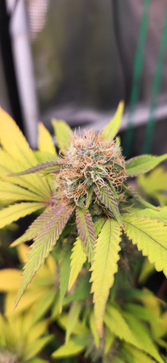 HicksDoodle's tweet photo. #cannabisculture #homwgrown #valegal #growva https://t.co/NmhdFo98nF