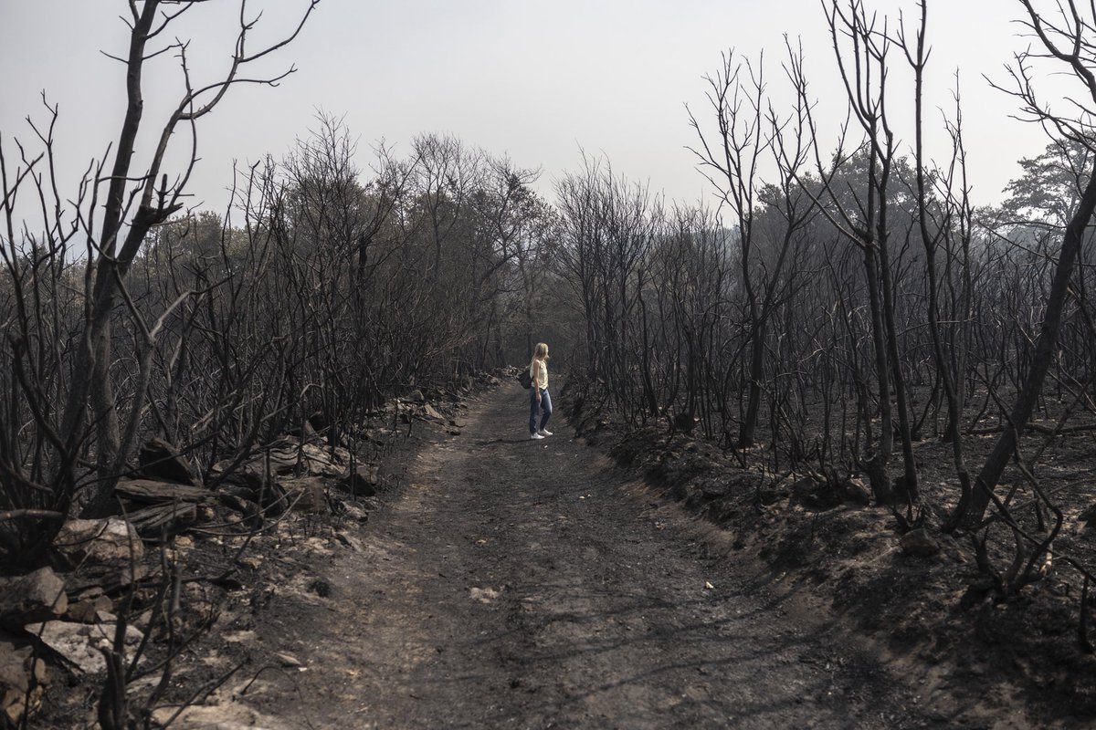 En Maceda hay ya más hectáreas quemadas que habitantes, pasa de las 3.000. El paisaje después de una semana ardiendo es este. Ceniza y suelo incandescente que las brigadas se afanan en enfriar. Jornadas de 18 horas y vecinos que no olvidan las lenguas de fuego. Foto: Miguel Muñiz