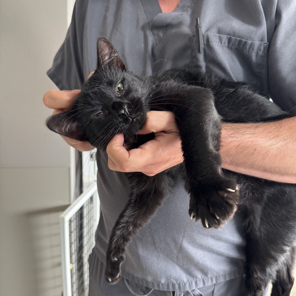 TreeHouseCats's tweet photo. Tomorrow is #NationalBlackCatDay—and what better way to celebrate than bringing a black cat home? 🖤
✨ Meet your match here: https://t.co/4K1YRU6KLi
#TreeHouseCats #BlackCats #VoidCats #ShelterCats #Adopt #Chicago https://t.co/e6BqVotZse