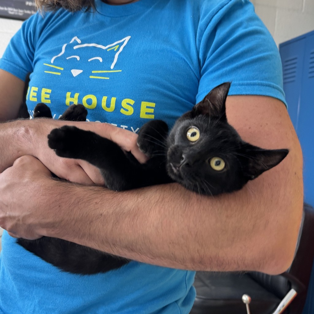 TreeHouseCats's tweet photo. Tomorrow is #NationalBlackCatDay—and what better way to celebrate than bringing a black cat home? 🖤
✨ Meet your match here: https://t.co/4K1YRU6KLi
#TreeHouseCats #BlackCats #VoidCats #ShelterCats #Adopt #Chicago https://t.co/e6BqVotZse