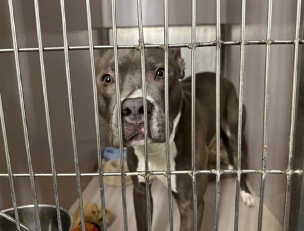 C’mon Peeps • Heracles has Rescue 🛟 Interest • Foster Needed ⬇️ 

Pibbles &amp; More wants him 🙏🏻 Will you step 🆙  &amp; be his Foster 🧐

Fill out the Foster application ⬇️ 

pmarinc.org/pmar-applicati…